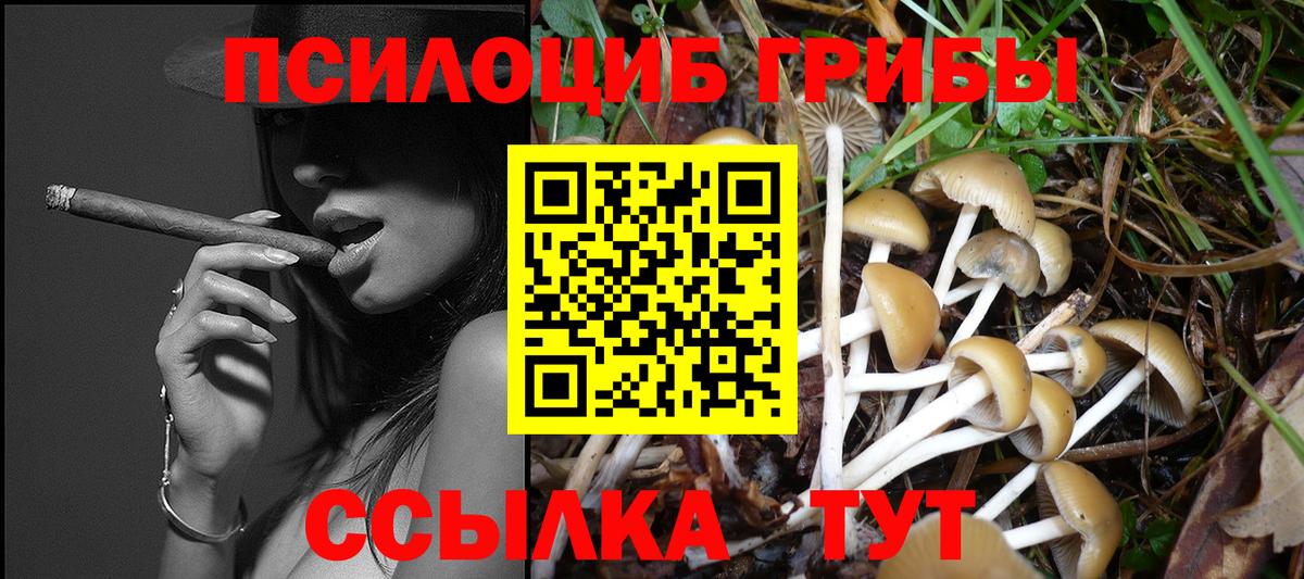 Галлюциногенные грибы Psilocybine cubensis Северск